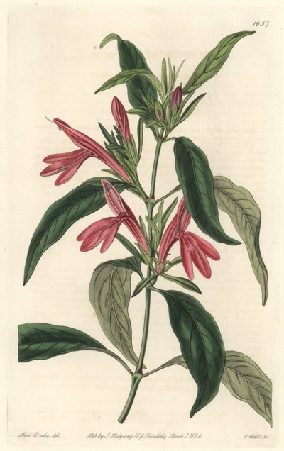 Carmantine, nativa del Brasile da Sydenham Teast Edwards