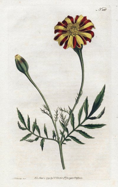 Garofano d
