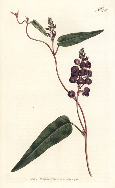 Caulinia bimaculata da Sydenham Teast Edwards