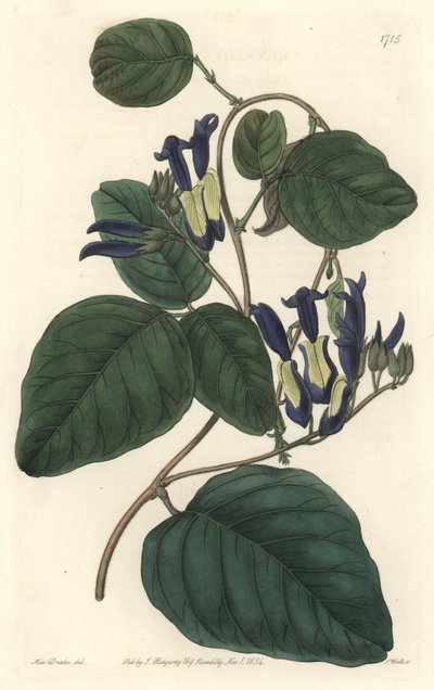 Caulinia nerastra, nativa dell