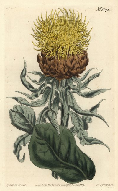 Centaurea macrocefala da Sydenham Teast Edwards