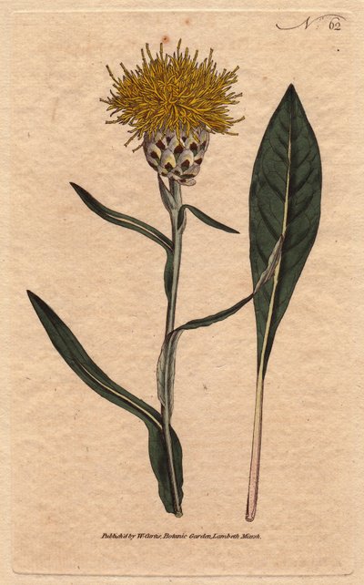 Centaurea con foglia di guado, con fiore giallo soffice da Sydenham Teast Edwards