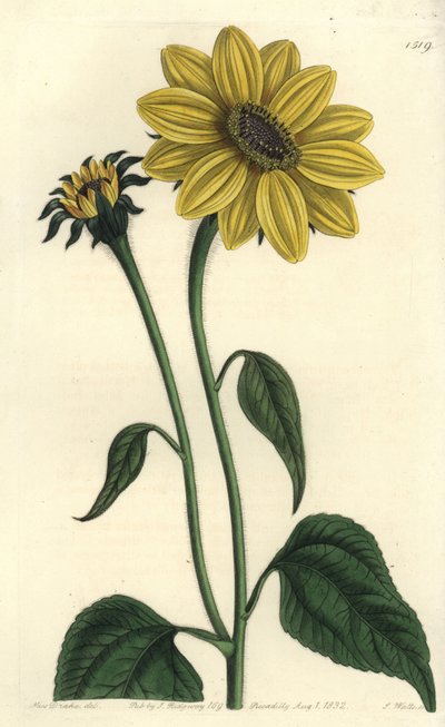 Tithonia tubaeformis da Sydenham Teast Edwards