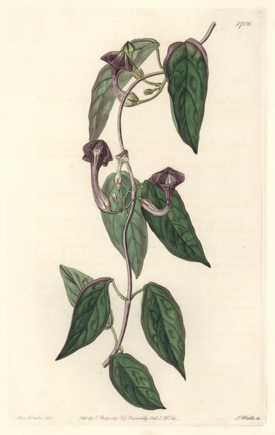 Ceropegia elegante, originaria dell