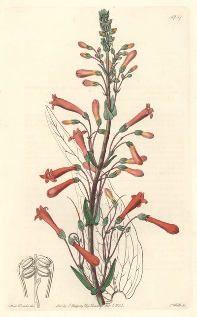 Chelone (o Galane) con foglie di valeriana, nativa della California da Sydenham Teast Edwards