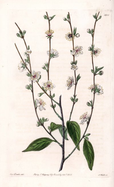 Ciliegio - Tavola incisa da S. Watts, da un