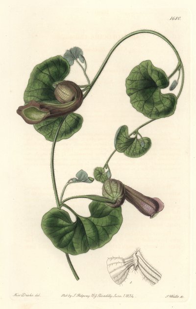 Aristoloche cilena o orecchie di volpe da Sydenham Teast Edwards
