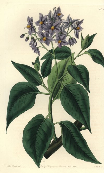 Albero di patate cileno da Sydenham Teast Edwards