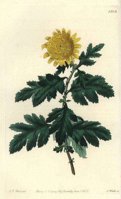 Camomilla cinese o crisantemo indiano - Crisantemo indiano giallo doppio, Chrysanthemum indicum var. plenum da Sydenham Teast Edwards