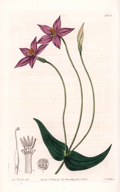 Chironia Variete da Sydenham Teast Edwards