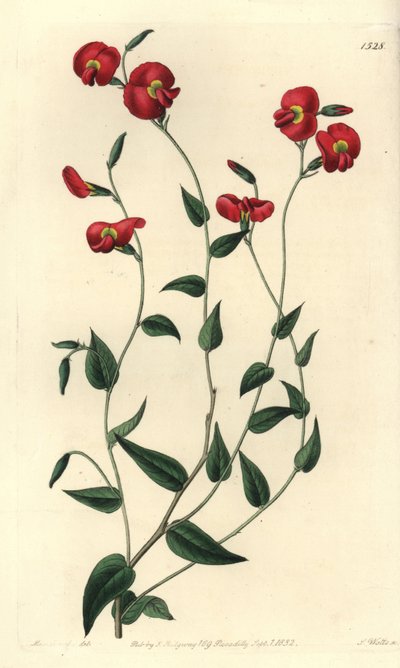 Chorizema ovatum da Sydenham Teast Edwards