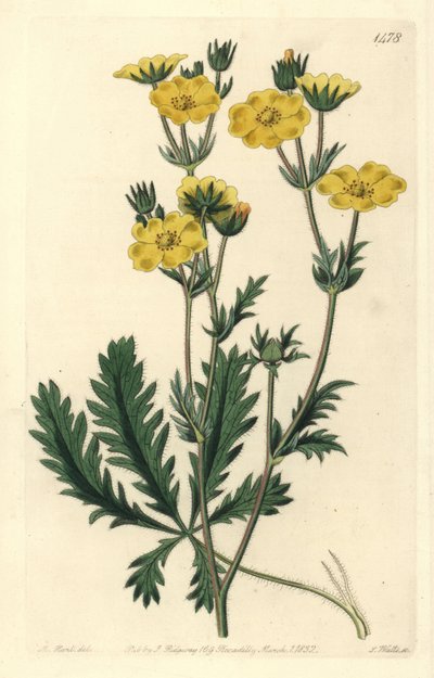 Cinquefoil dressee - Potentilla laciniosa da Sydenham Teast Edwards
