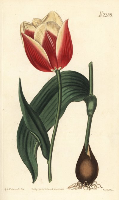Tulipano Claramond, Tulipa suaveolens var. latifolia da Sydenham Teast Edwards