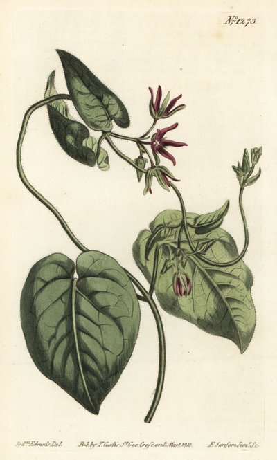 Matelea obliqua da Sydenham Teast Edwards