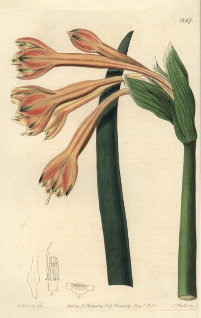 Clinanthus fulvus da Sydenham Teast Edwards
