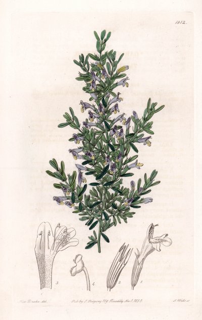Clinopodium Variete da Sydenham Teast Edwards