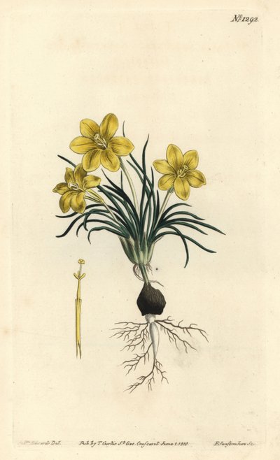 Fiore dell