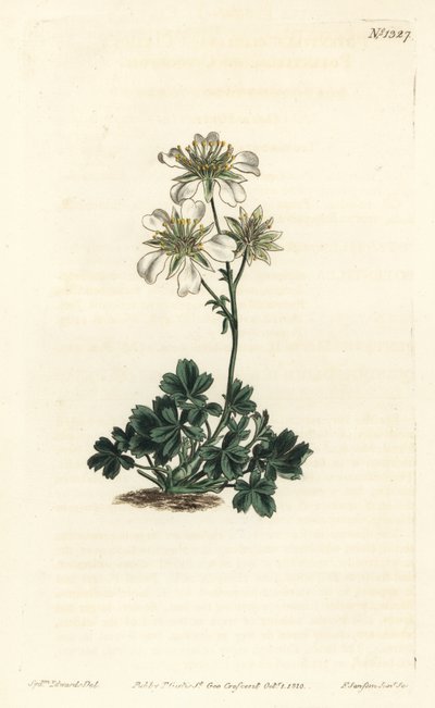 Cinquefoil di Clusius da Sydenham Teast Edwards