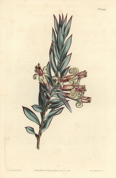 Styphelia a fiori a grappolo, Styphelia triflora. Incisione a mano colorata a rame di F. Sansom Jr. da un