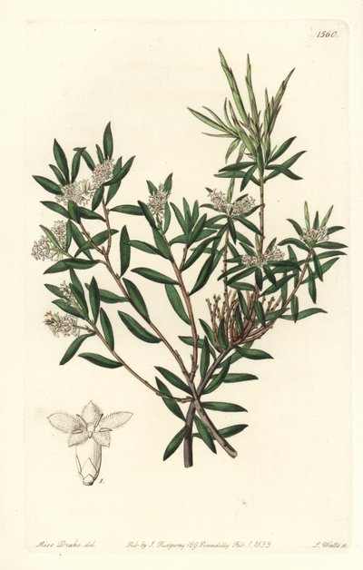 Leucopogon parviflorus da Sydenham Teast Edwards