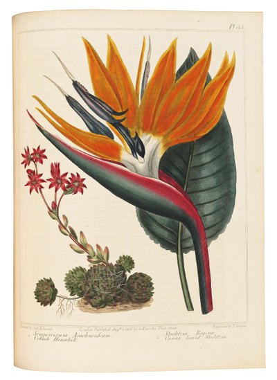 Semprevivo Ragnatela e Strelitzia dalle Foglie di Canna, 1806 da Sydenham Teast Edwards