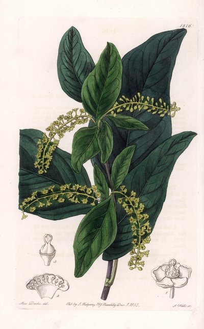 Coccoloba variete, nativa delle Indie Occidentali da Sydenham Teast Edwards