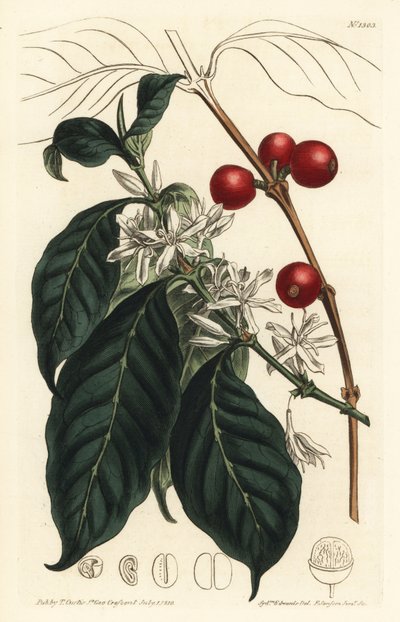 Caffè arabica - Albero del caffè, Coffea arabica. Incisione a mano colorata a rame di F. Sansom Jr. da un