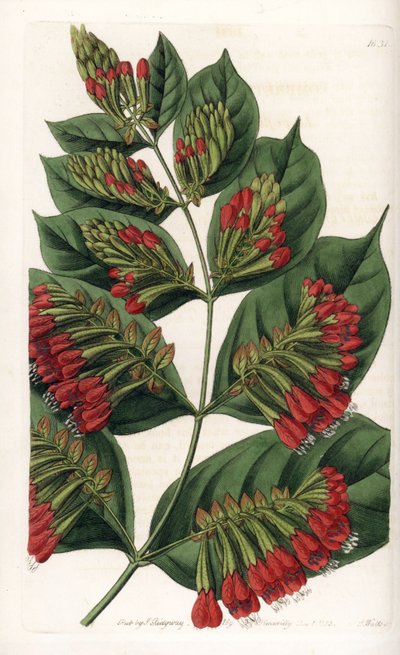 Combretum Variete, Fiore rosso da Sydenham Teast Edwards