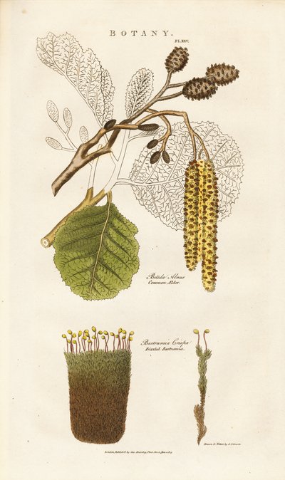  da Sydenham Teast Edwards