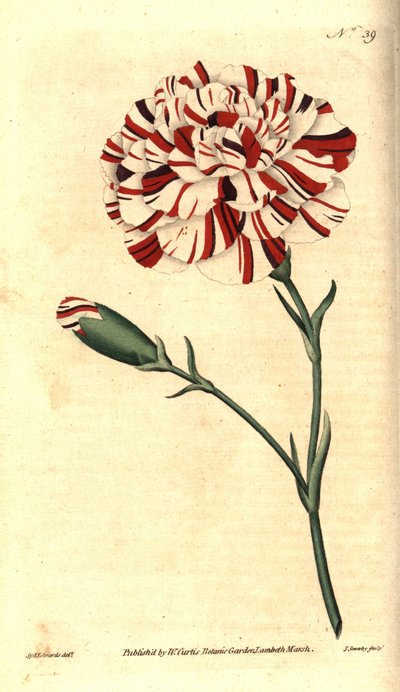 Garofano comune, Dianthus caryophyllus da Sydenham Teast Edwards
