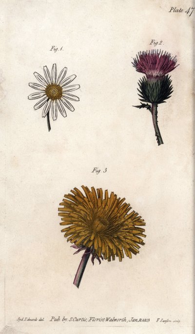 Fiori compositi: prepacket, cardo degli asini (o falso acanto onopordum) e dente di leone (incisione colorata di Sydenham Edwards per le Conferences of Botanical, Botanical Garden of Lambeth) da Sydenham Teast Edwards