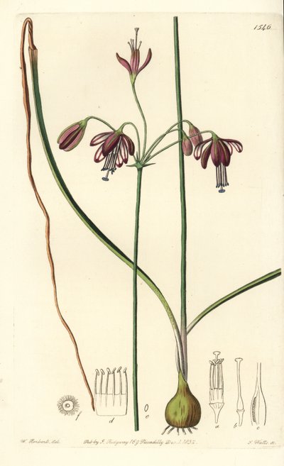 Corallo del Messico o goccia di corallo - Bessera elegans da Sydenham Teast Edwards