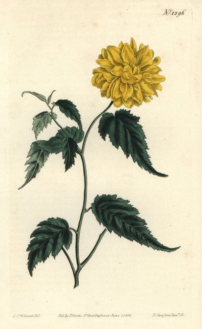 Corete del Giappone, Kerria japonica da Sydenham Teast Edwards
