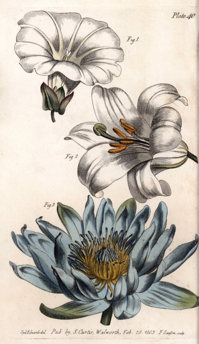 Corolla: bordo del campo (fiore con un solo petalo), giglio (esapetalo) e giglio (polipetalo) (incisione colorata di Sydenham Edwards per le Conferences of Botanical, Botanical Garden of Lambeth) da Sydenham Teast Edwards