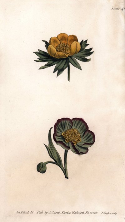 Corolla di eranthis invernale (o elleborina o aconito invernale) e elleboro fetido. Incisione a rame colorata, illustrazione di Sydenham Edwards per le Conferenze di Botanica, Giardino Botanico di Lambeth (Inghilterra) da Sydenham Teast Edwards