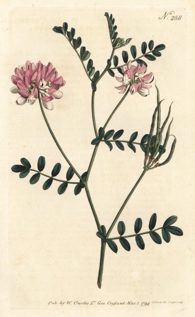 Coronilla bicolore - Securigera varia (Coronilla varia) da Sydenham Teast Edwards