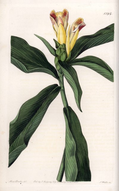 Varietà di costus da Sydenham Teast Edwards