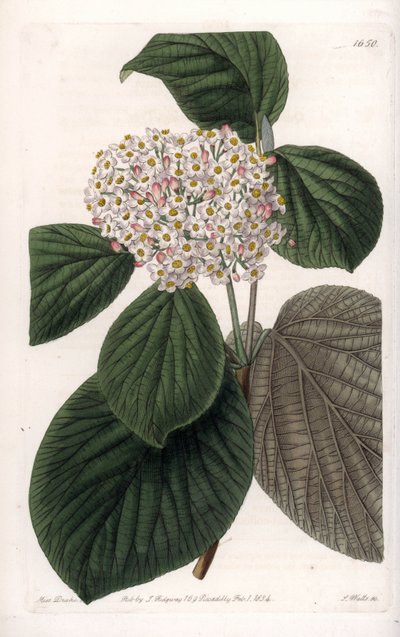 Cotone Viorne da Sydenham Teast Edwards