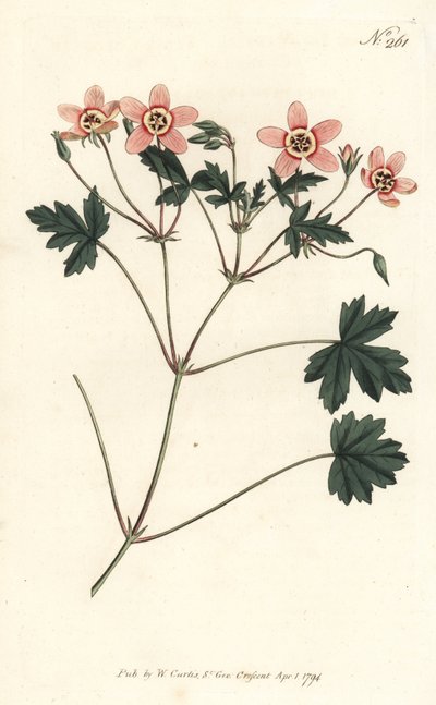 Geranio a becco di gru, Erodium incarnatum da Sydenham Teast Edwards