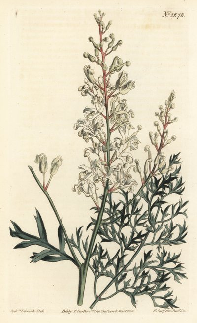 Cespuglio increspato o tanaceto - Cespuglio increspato o felce prezzemolo, Lomatia silaifolia da Sydenham Teast Edwards