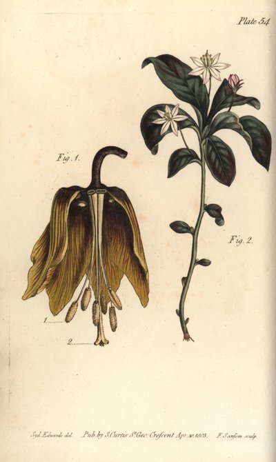 Fiore imperiale, Fritillaria imperialis, Haustrria da Sydenham Teast Edwards