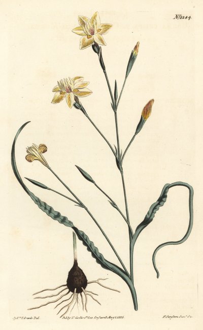 Moraea a foglie arricciate, Moraea crispa da Sydenham Teast Edwards