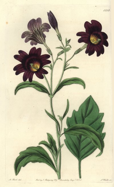 Salpiglossis sinuata - Lingua dipinta, Salpiglossis sinuata da Sydenham Teast Edwards
