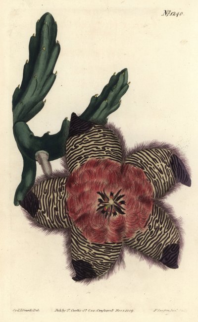 Stapelia pulvinata da Sydenham Teast Edwards