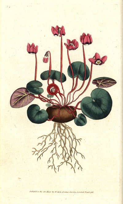 Ciclamino di Cos o del Caucaso - Cyclamen coum da Sydenham Teast Edwards