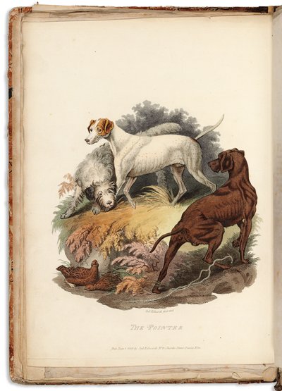 Cynographia Britannica: Consisting of Coloured Engravings of Various Breeds of Dogs Existing in Great Britain, 1800-05 da Sydenham Teast Edwards