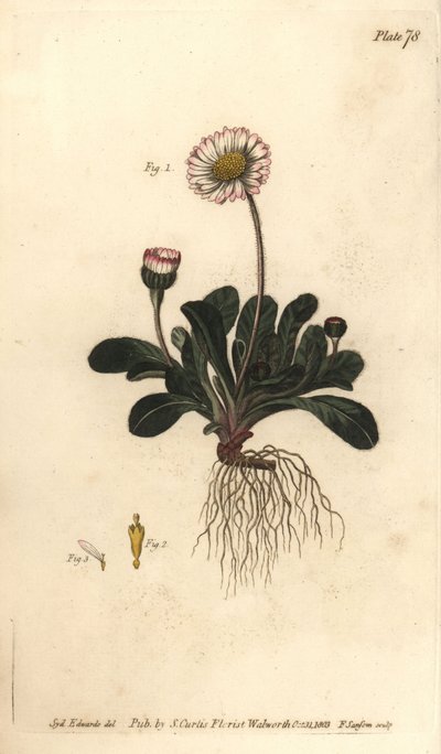 Margherita, Bellis perennis da Sydenham Teast Edwards
