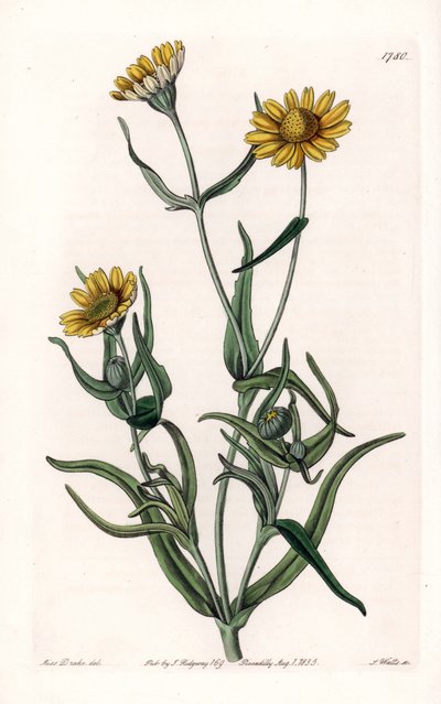 Margherita varietà 