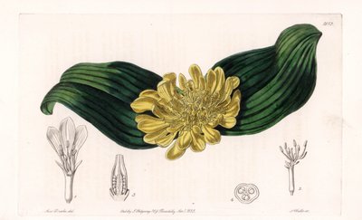 Daubenya Variete - Tavola incisa da S. Watts, da un