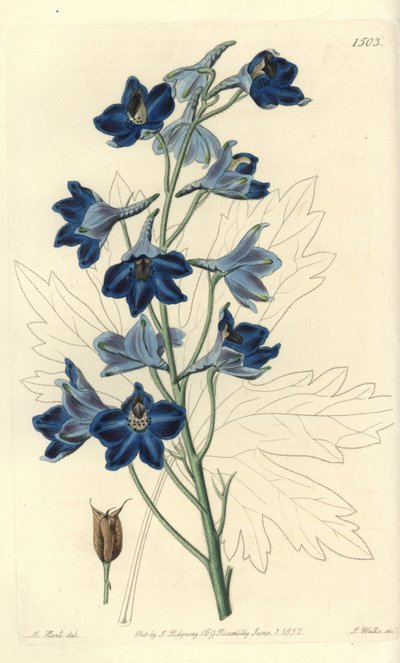Delphinium speciosum da Sydenham Teast Edwards